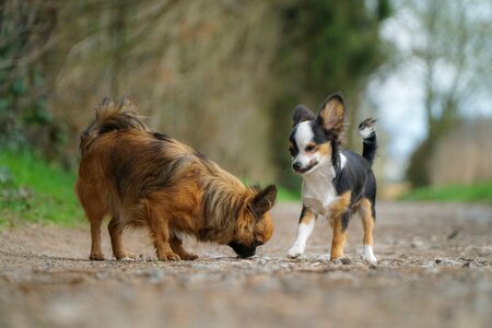 Animal pet nature