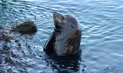 Animals mammals morro bay