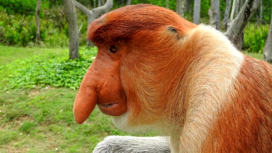 Borneo sepilok proboscis monkey