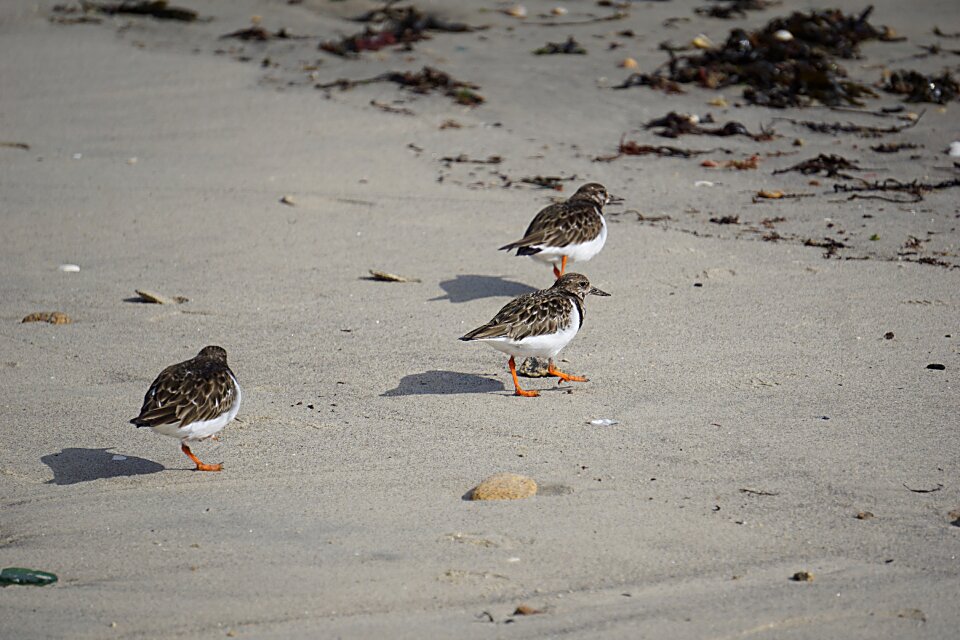 Ornithology nature wild