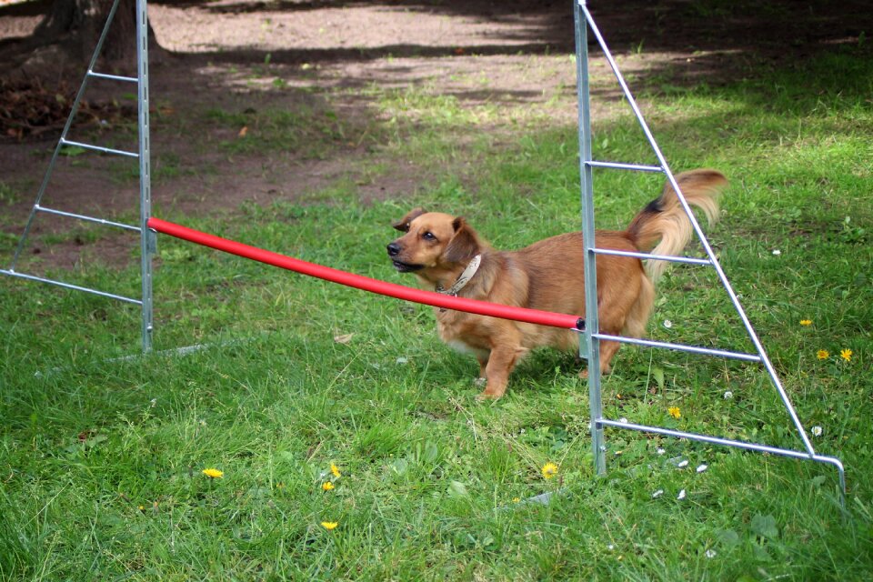 Hurdle jump hundesport pet