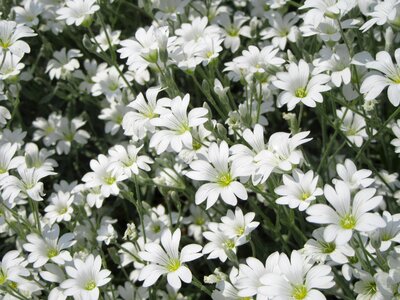 White white flowers
