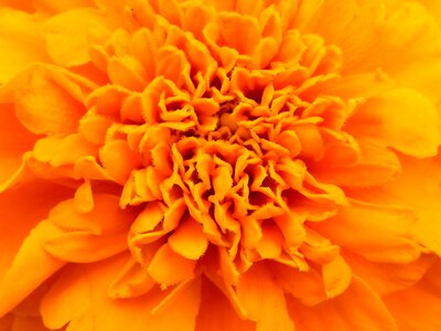 Bloom orange flowers yellow
