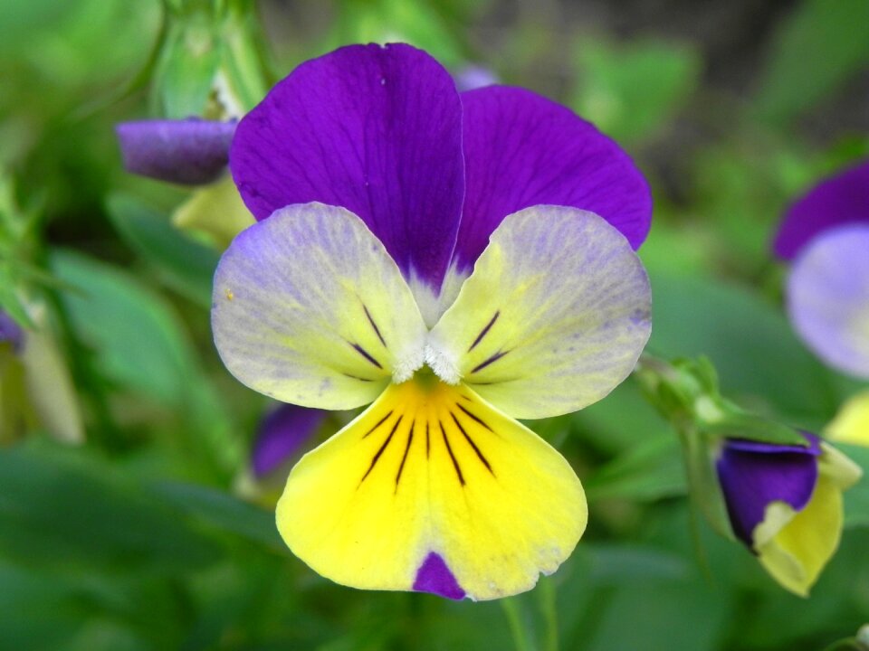 Pansy blossom bloom