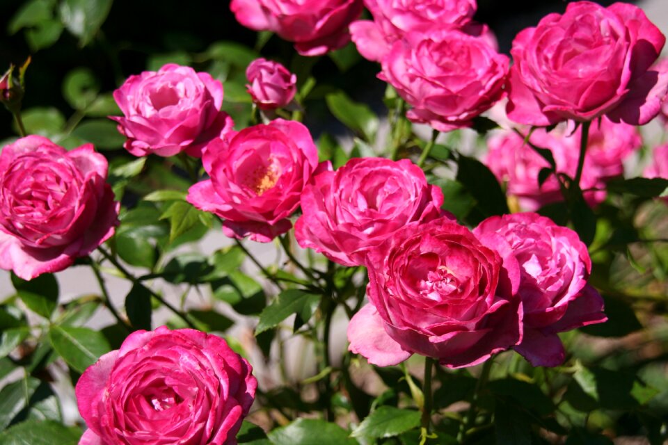 Roses flowers english rose photo