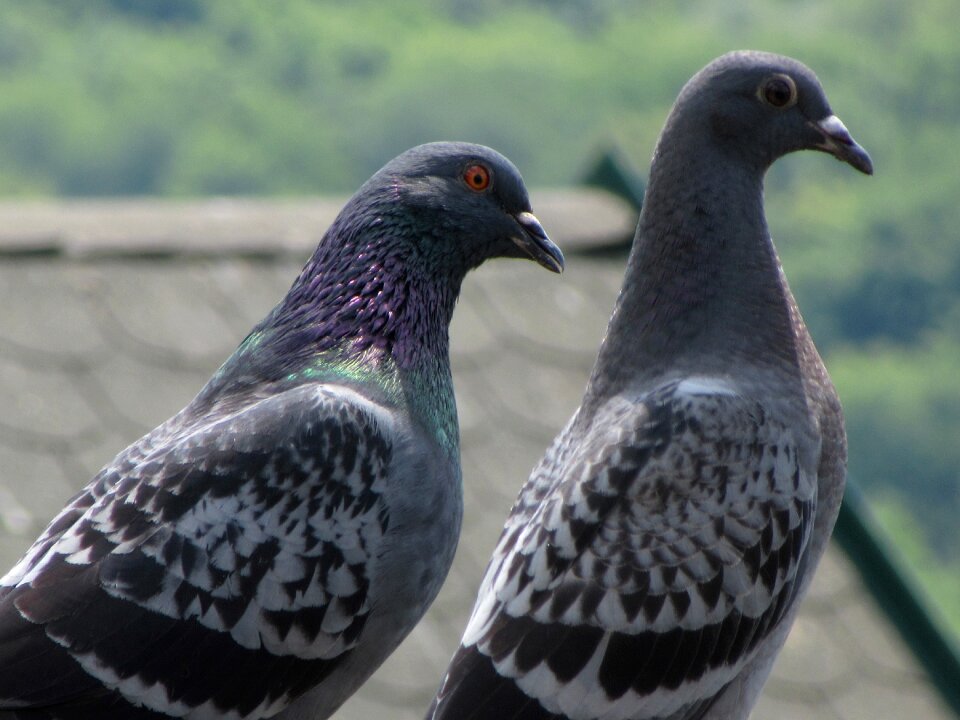 Grey bird