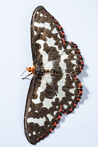 Butterfly insect Free photos
