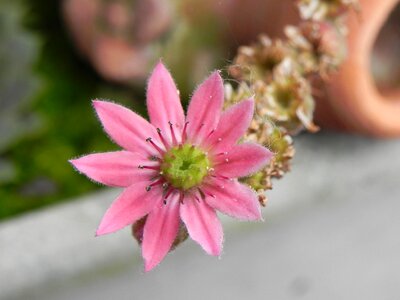 Blossom bloom plant