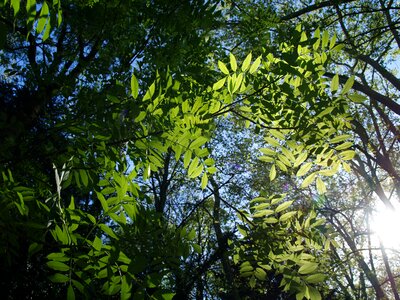 Nature branches green