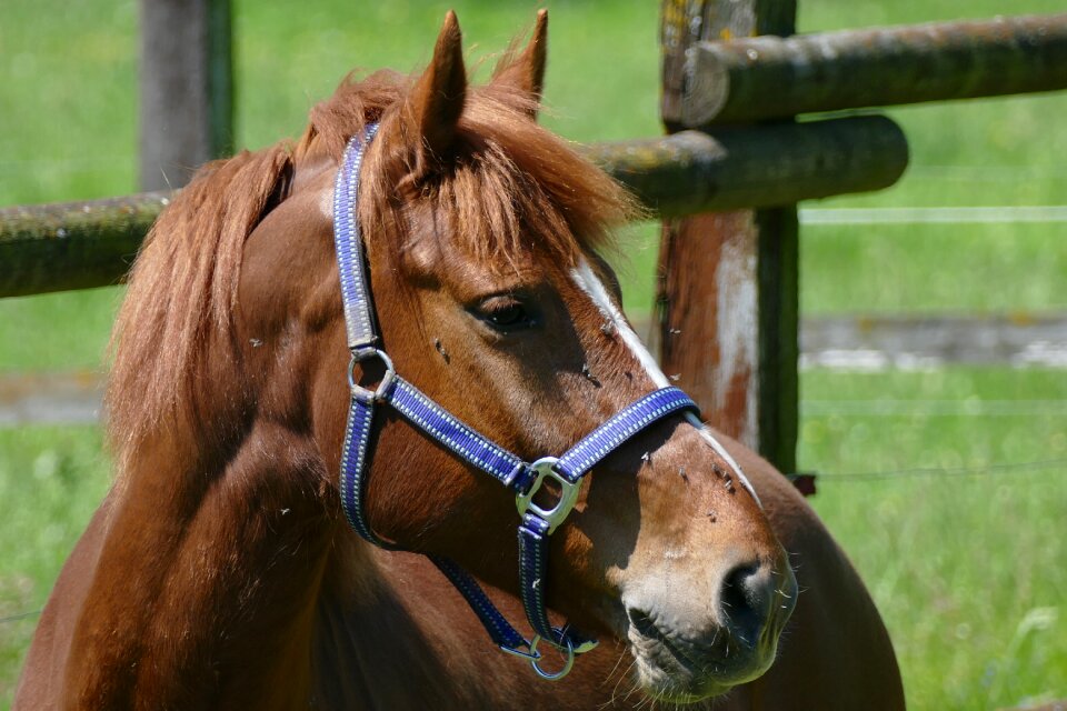Pferdeportrait horse head brown