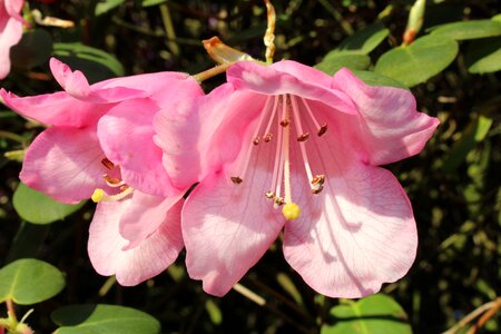 Bush flowers pink rhododendron