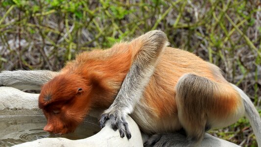 Borneo sepilok proboscis monkey