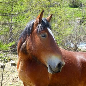 Profile horse head animals