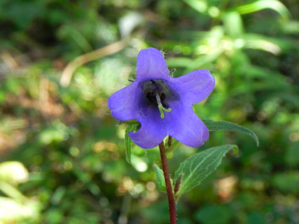 Blossom bloom purple flower