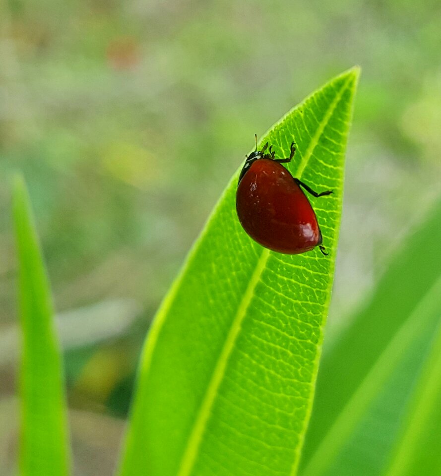 Bug beetle insect