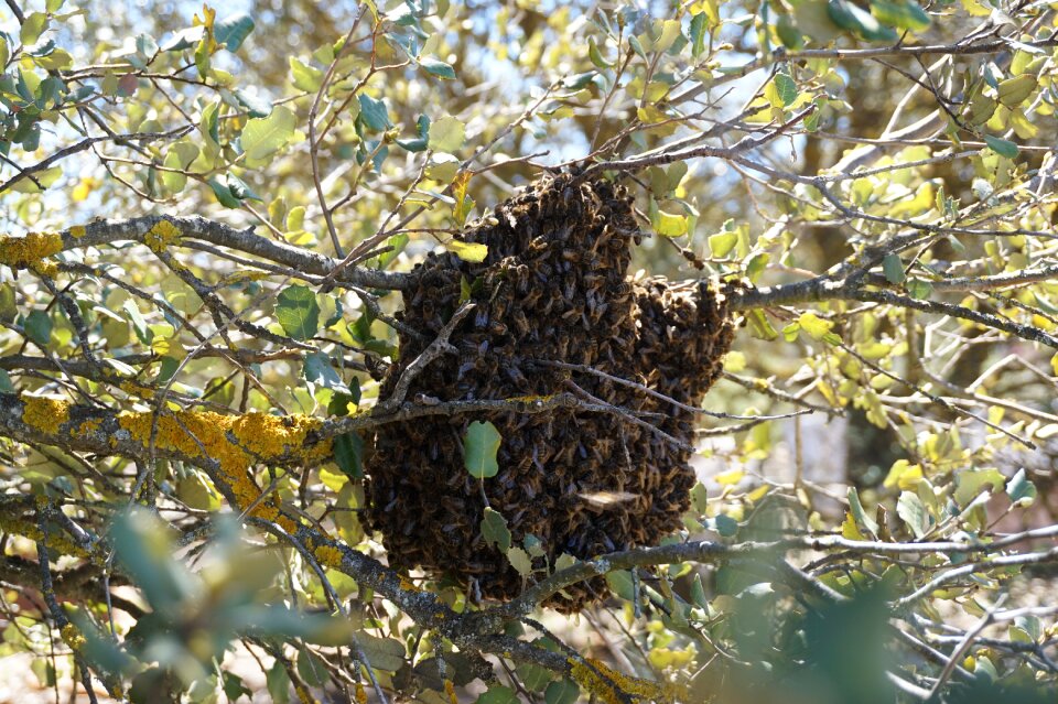 Nature encina life
