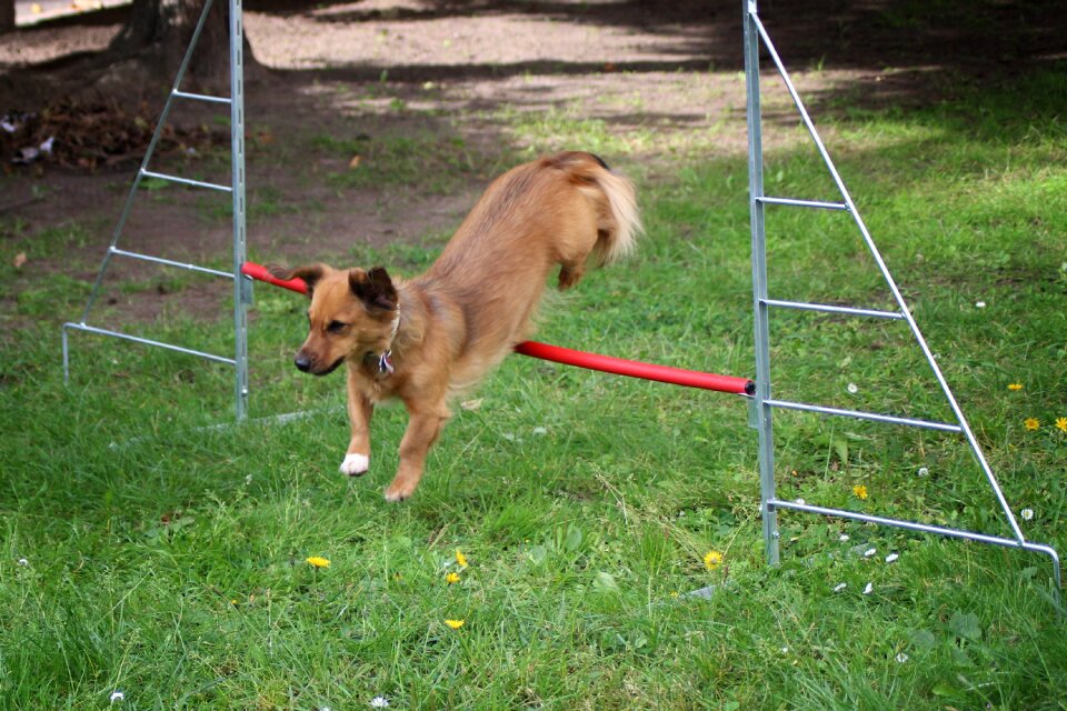 Hurdle jump hundesport pet photo