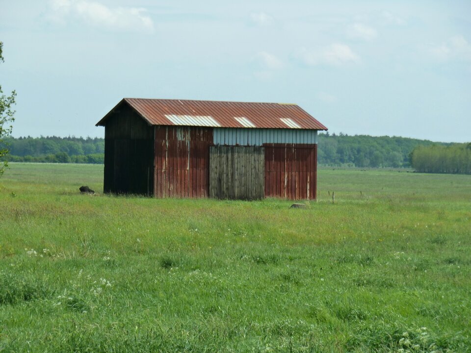 Meadow nature field