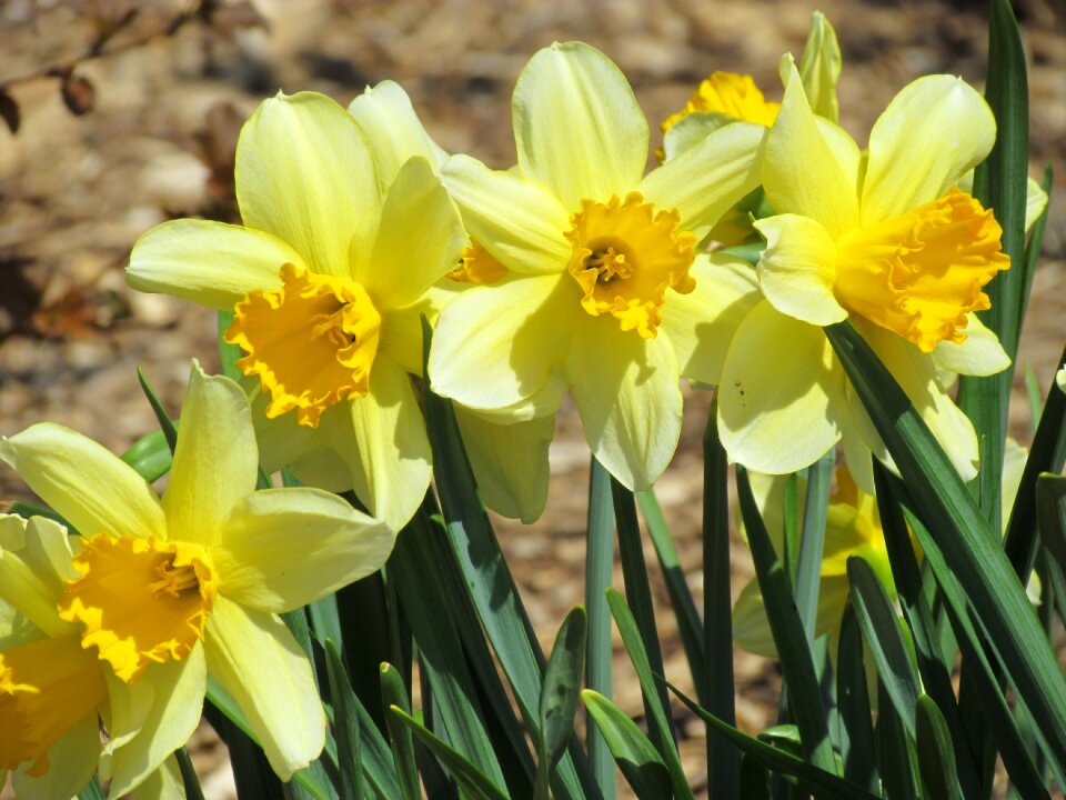 Flowerbed blossoming nature