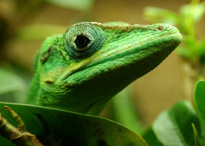 Lizard reptile sauri