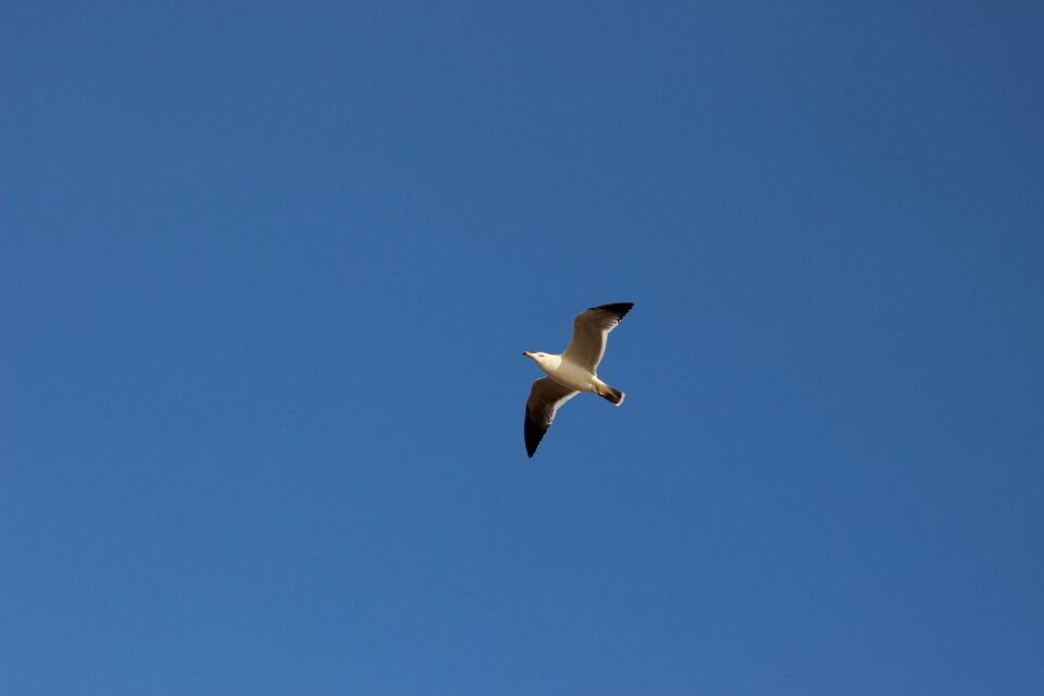 Flight open wings bird