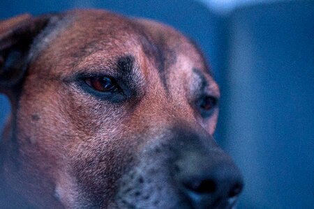 Animal portrait dog face nose photo