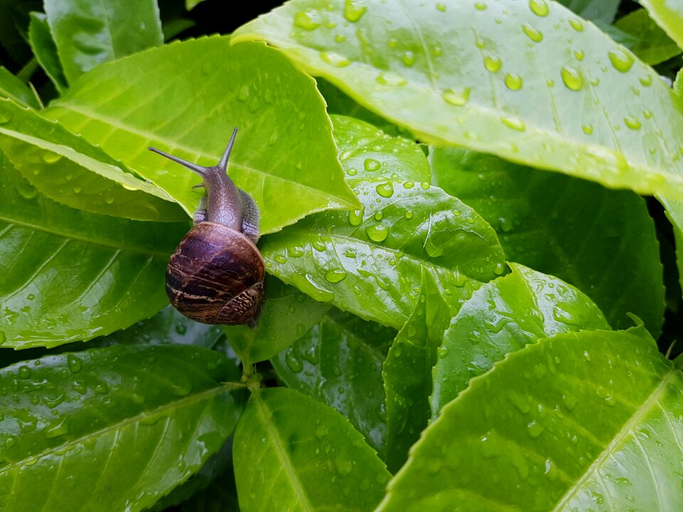 Spiral animal plant
