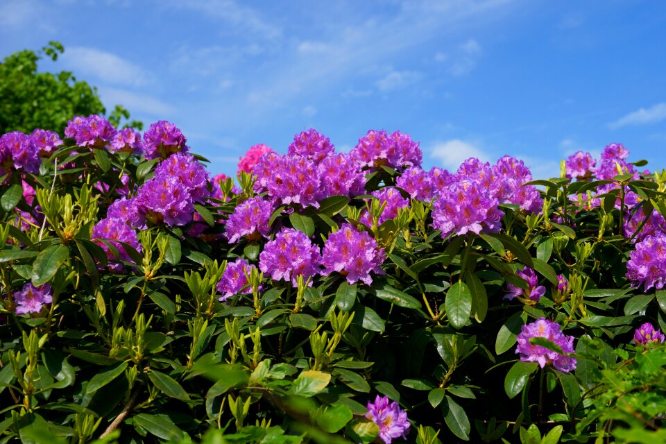 Frühlingsanfang rhododendron blossoms ornament photo