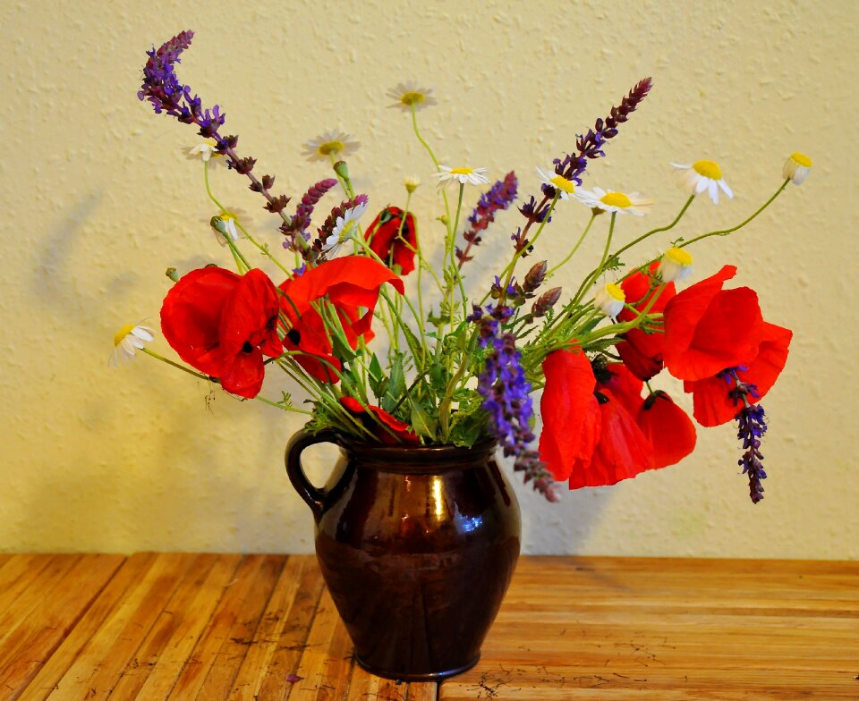 Nature poppy meadow flower