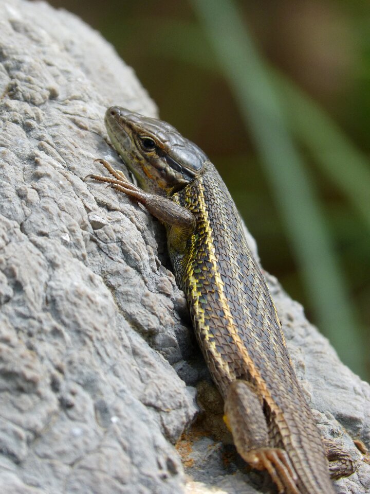 Detail rock reptiles