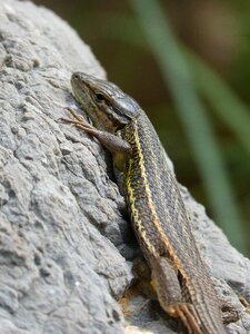 Detail rock reptiles