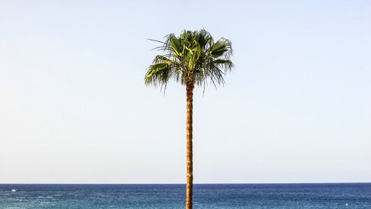 Horizon palm tree exotic photo