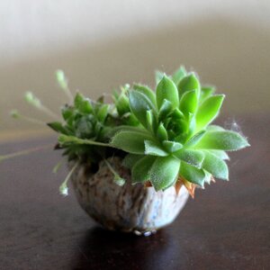 Nature plant green