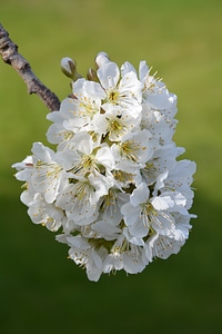 Spring nature plant