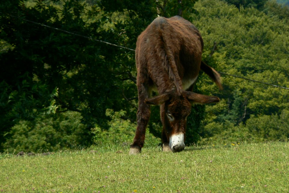 Animals farm animal