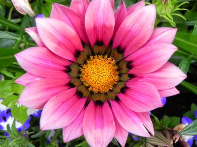 Pink flower plant spring