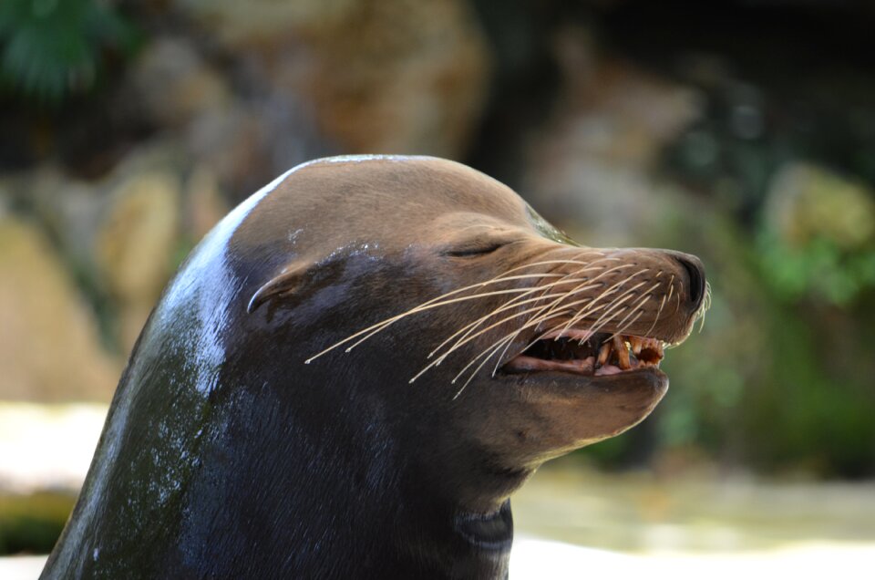 Sea-lions florida animal