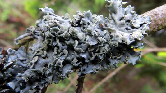 Green fauna fungal growth