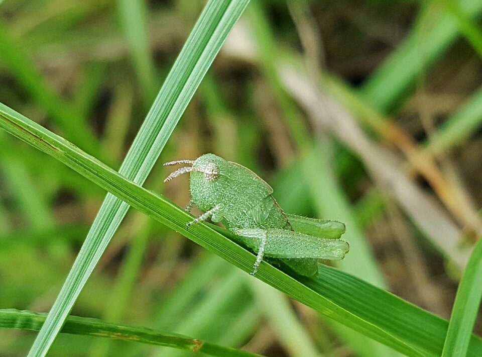 Insect close up small photo