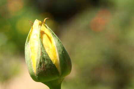 Bud yellow yellow rose