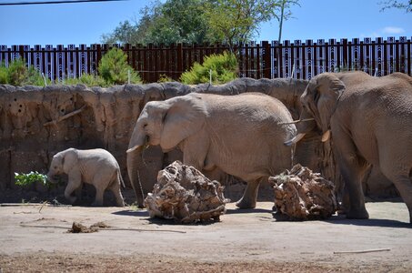 Zoo wildlife animal