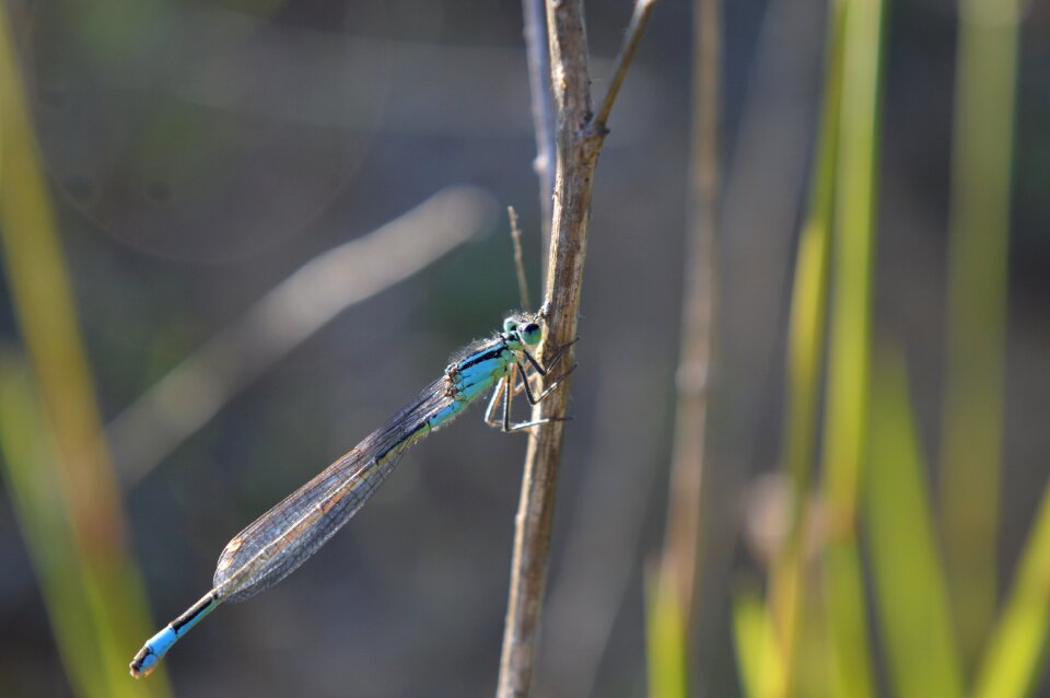 Nature wings