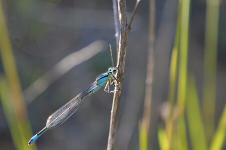 Nature wings