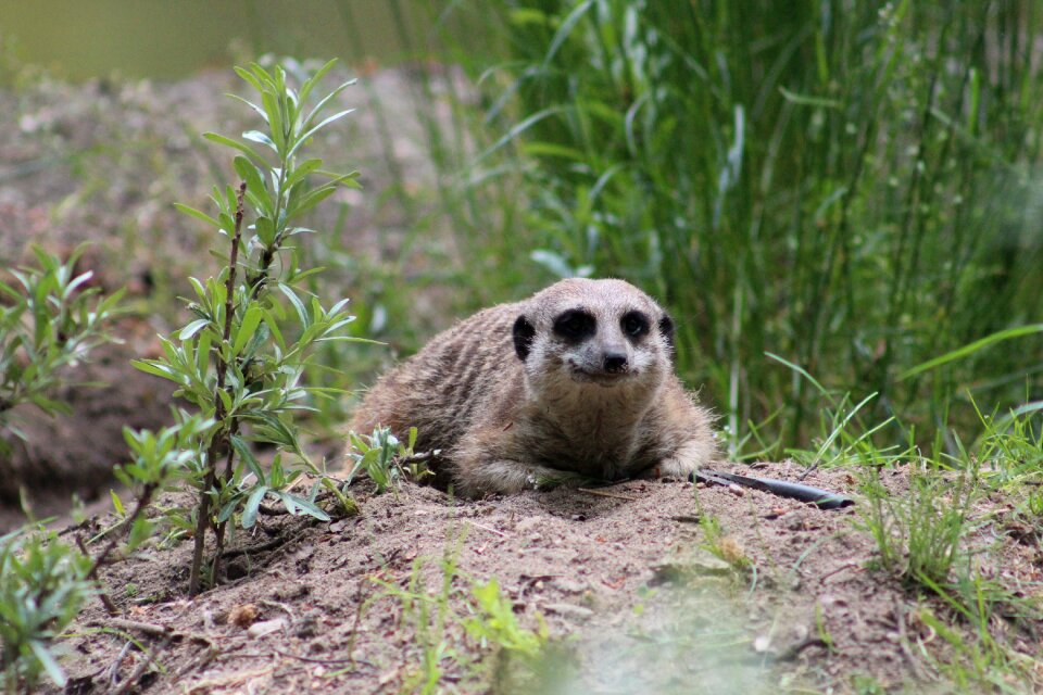 Curious tiergarten animal photo