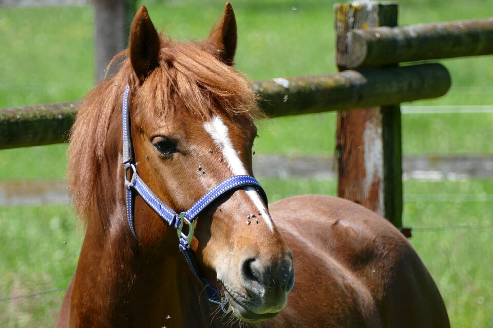 Pferdeportrait horse head brown