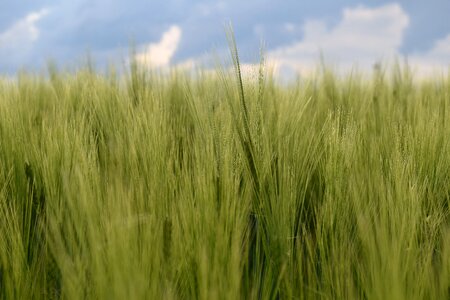 Green green wheat wheat field photo
