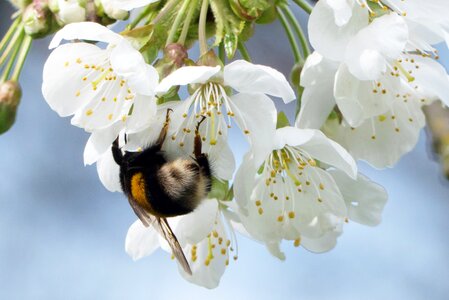 Pollen insect nature photo