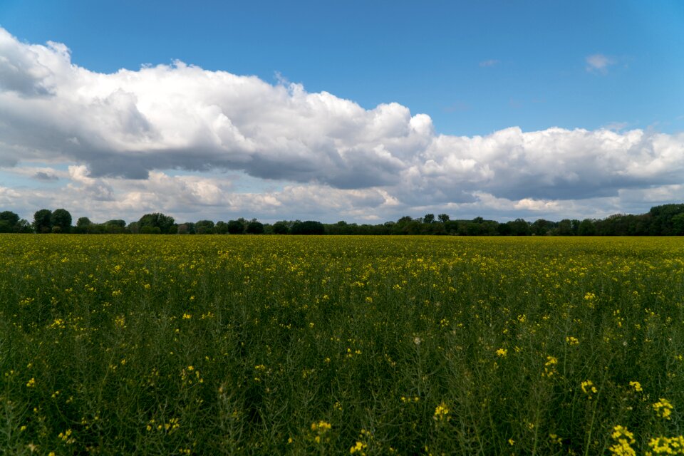 Yellow plant landscape