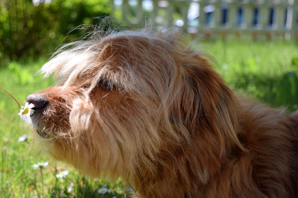 Fragrance sniffing curiosity