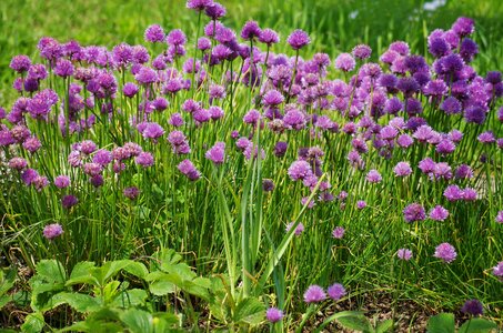 Chives flower onions